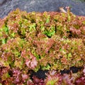 Young lettuce, rucola, in vegetable permaculture cultivation. Eco-friendly backyard garden, vegetable garden