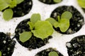 Young lettuce seedlings