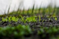 Young lettuce sprouts grow in the soil in a home greenhouse. Home gardening. Healthy Organic Vegetables. Blurred white