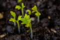 Young lettuce sprouts sprouted from that ground in the spring, turned green and beautiful