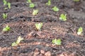 Young lettuces planted Royalty Free Stock Photo