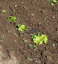 A row of small seedling lettuces growing in bare earth