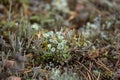 Young lichen Cladonia cristatella or British Soldier lichen close up. Nature of Karelia, Russia Royalty Free Stock Photo