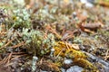 Young lichen Cladonia cristatella or British Soldier lichen. Nature of Karelia, Russia Royalty Free Stock Photo