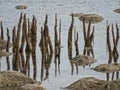 Young life of mangrove forests Royalty Free Stock Photo
