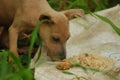 Young brown abandon stray dog crying and smell on food before eating
