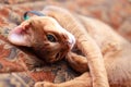 Young Light Brown Abyssinian Cat kitten Royalty Free Stock Photo