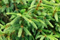 Young light green branches of spruce stare into the frame Royalty Free Stock Photo
