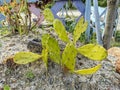 young light green cactus tree in the park Royalty Free Stock Photo