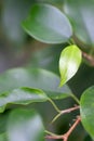 Young light green colored houseplant leaf on the branch. indoor tropical plant. concept vitality, growth and new life