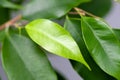 Young light green colored houseplant leaf on the branch. indoor tropical plant. concept vitality, growth and new life. Royalty Free Stock Photo