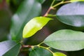 Young light green colored houseplant leaf on the branch. indoor tropical plant. concept vitality, growth and new life.