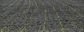 Young light green corn saplings in parallel curved rows on a black field, abstract looking Royalty Free Stock Photo
