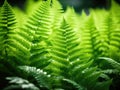 Young Light Green Fern Leaves Illuminated by Sun, Beautiful Lush Natural Spring Background