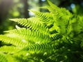Young Light Green Fern Leaves Illuminated by Sun, Beautiful Lush Natural Spring Background