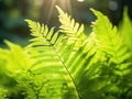 Young Light Green Fern Leaves Illuminated by Sun, Beautiful Lush Natural Spring Background