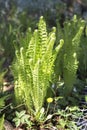 Young light green fern lit by the sun on the background of the garden. Royalty Free Stock Photo