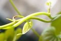 Young light green leaves of tropical lianas in a botanical garden