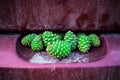 Young, light, green pine cones. A handful of sticky and fragrant fir tree fruits, spring.