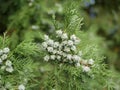 Young light purple thuja cones Mature on a branch with green leaves. Cultivation of raw materials for the production of aromatic o