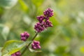 Young lilac buds close-up on a green garden background. Macro photo of a flower. Spring revival of nature. Kyiv Kiev, Ukraine. Royalty Free Stock Photo