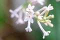 Young lilac buds close-up on a green garden background. Macro photo of a flower. Spring revival of nature, Ukraine, Europe Royalty Free Stock Photo