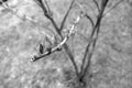 Young lilac close up in black and white Royalty Free Stock Photo