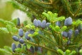 Young lilac cones on the spruce of Korean fir, Abies koreana. Royalty Free Stock Photo