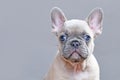 Young lilac fawn colored French Bulldog dog puppy with large blue eyes on gray background