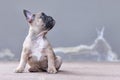 Young lilac fawn colored French Bulldog dog puppy with looking up