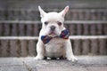 Young lilac fawn colored French Bulldog dog puppy wearing a bow tie