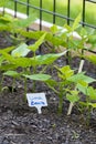 Young Lima Beans Growing in Garden Royalty Free Stock Photo