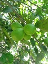 young lime fruit behind the house Royalty Free Stock Photo