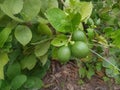 Young lime fruit and not ready to be harvested. Royalty Free Stock Photo