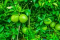 Young lime or lemon green fruit on the branches, many green lime hanging on the tree with sunlight
