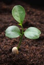 Young lime with seed