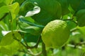 Young lime on the tree Royalty Free Stock Photo