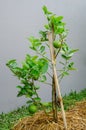 Young lime tree Royalty Free Stock Photo