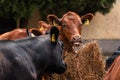 Young limousin cattle bulls at Agricultural fair in Novi Sad, Serbia