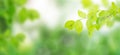 Young linden foliage in the garden. Sun rays and bokeh. Spring background. Widescreen. Banner Royalty Free Stock Photo