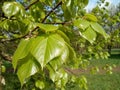 Young linden green foliage landscape