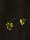 Young linden leaves in early spring Royalty Free Stock Photo