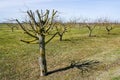 Young linden tree in spring with branches trimmed by an arborist