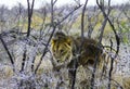 Young Lion sneaking around in Etosha National Park