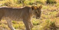 Cute Baby Lion in the bush Royalty Free Stock Photo