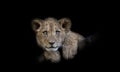 The young lion of Berber look majestic dark background Royalty Free Stock Photo