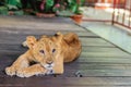 Young lion chained is lining on the wooden floor and look so bored to wait for the tourist to take photograph with him.