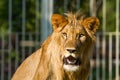 Young lion in chiangmai nightsafari chiangmai Thailand