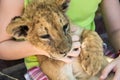 Young lion in childrens hands