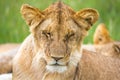 A young lion in close-up, the face of a nearly sleeping lion Royalty Free Stock Photo